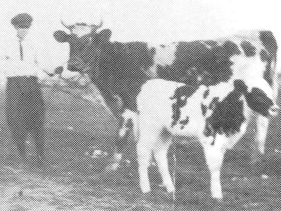 Boy with Usar’s cows.