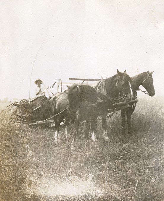 A woman driving a three horse plough team.