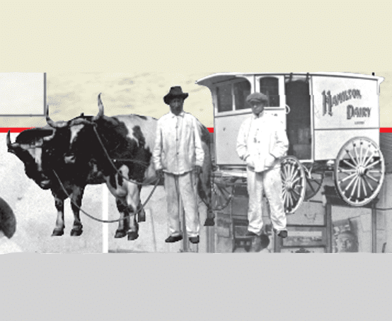 Two men, a dairy wagon and two cows.