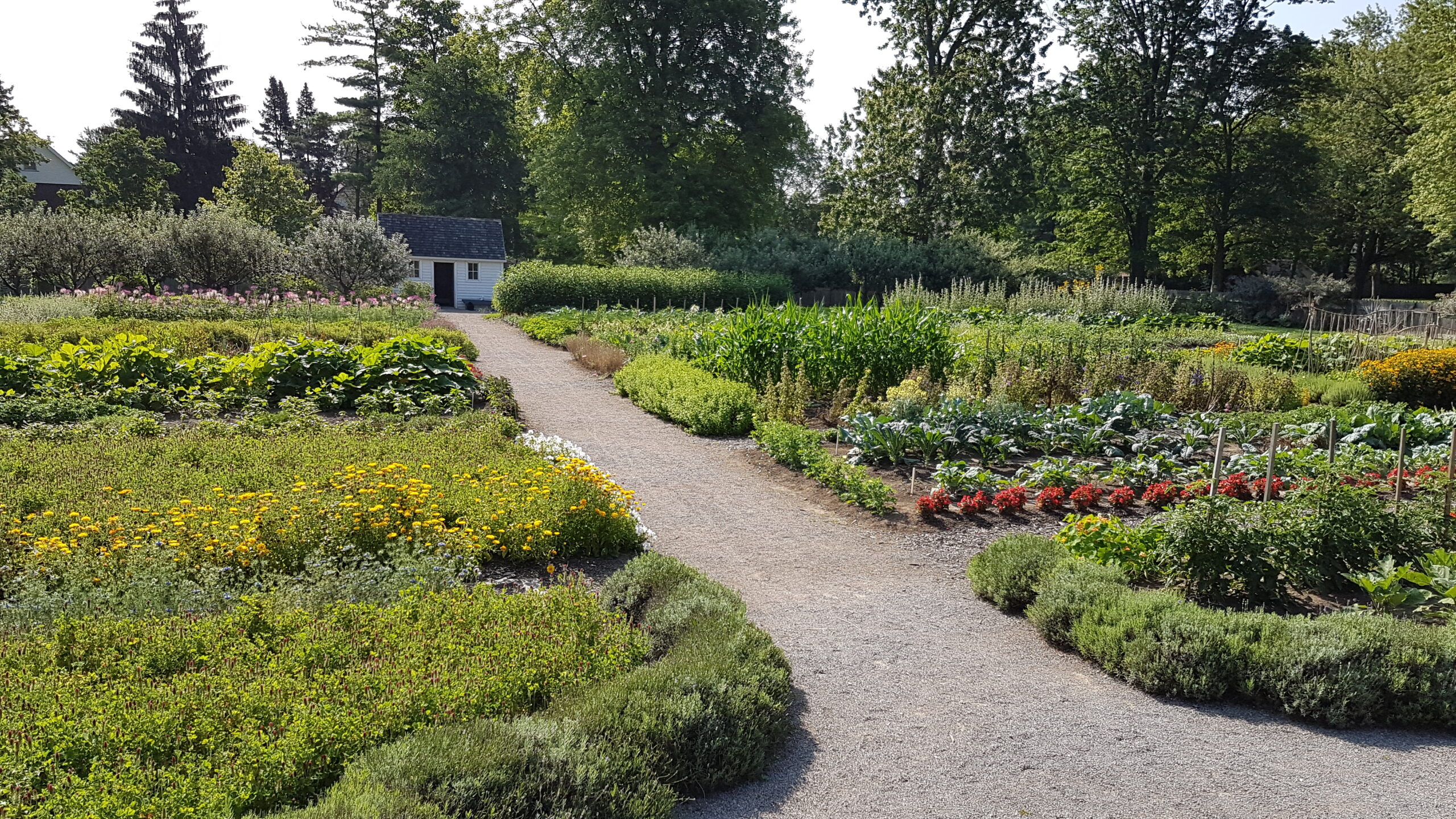 The Dundurn kitchen garden is depicted with a central gravel path between full beds of green plants, both flowers and vegetables. In the distance is a small white potting shed with a singled roof.
