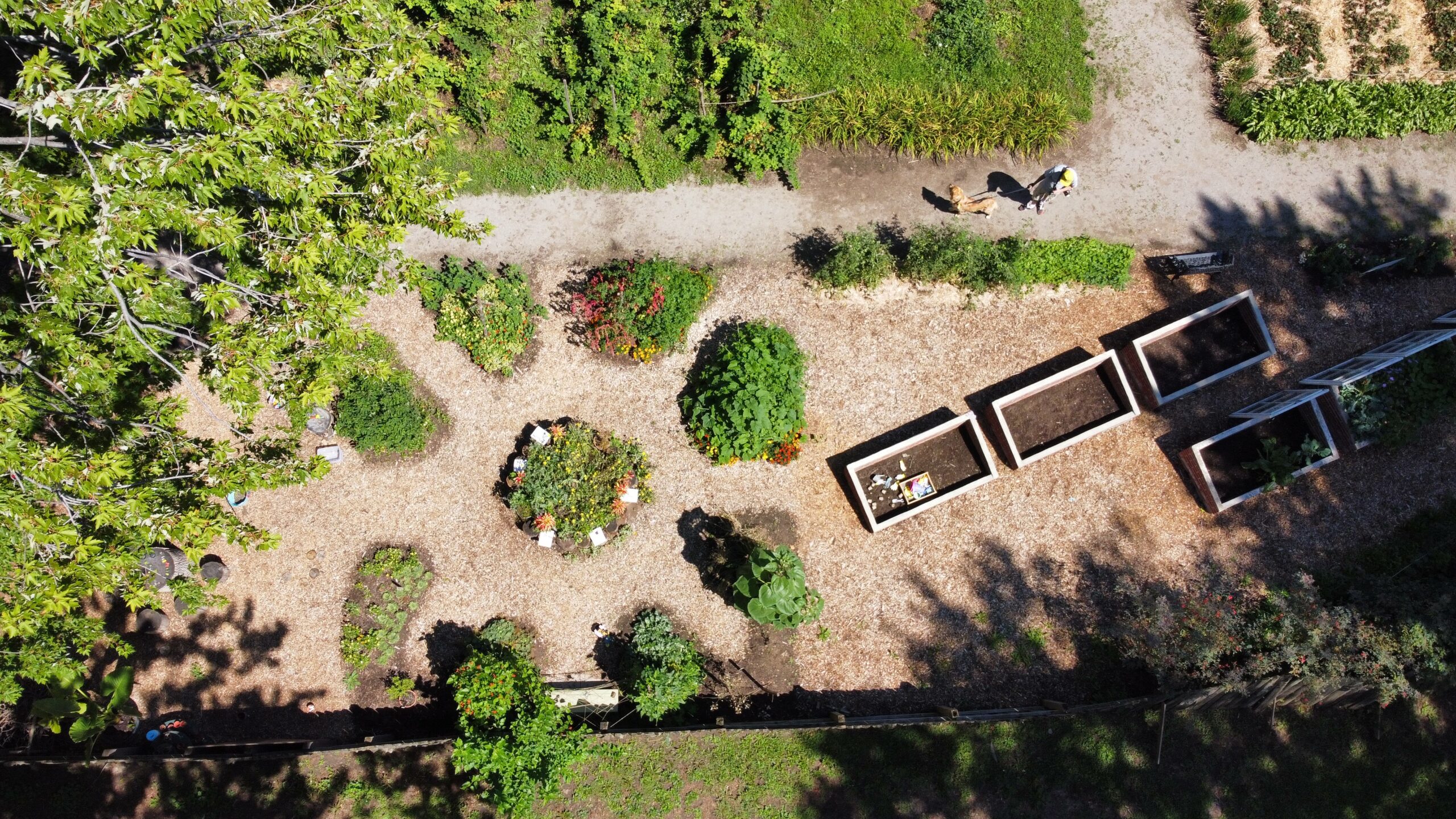 An arial shot of Sophia's Garden and 3 cold frames. Sophia's garden has 8 small round garden beds around a central round garden bed. The cold frames are rectangular boxes with soil inside. Between all the features are wood chip paths.
