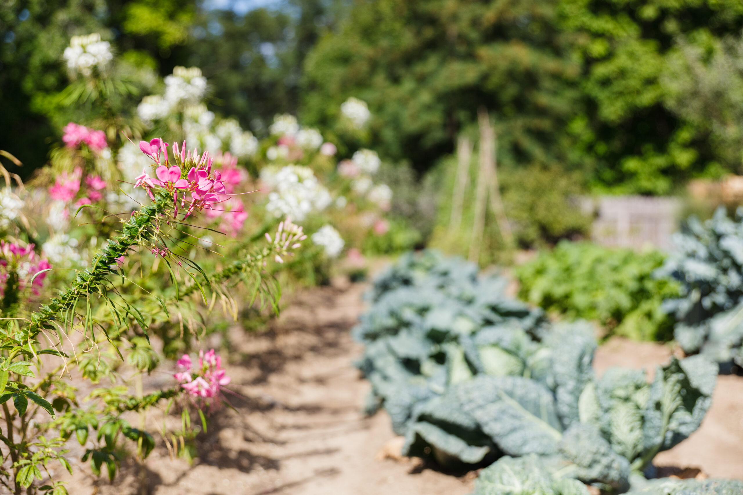 Indigenous Herbal Teas and Cakes: A Haudenosaunee Culinary Workshop