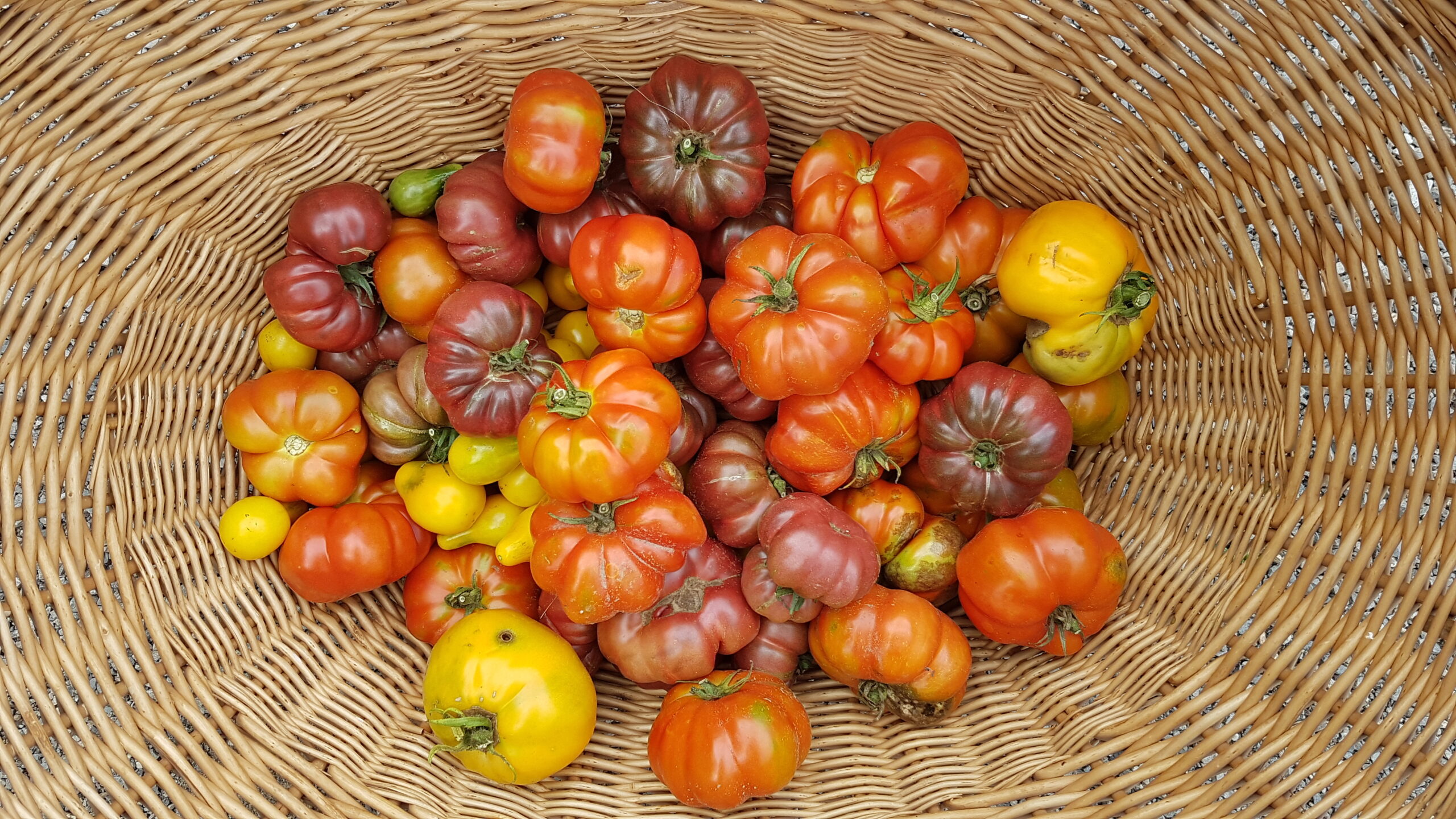 A large basket of heirloom tomatoes of yellow, red, purple, and orange.