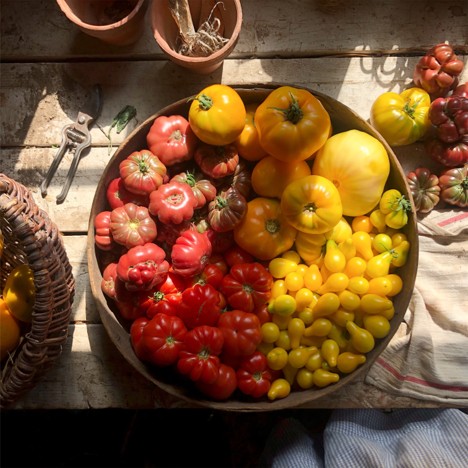 A round shallow basket of colourful heirloom tomatoes sits on a wooden work bench with potting tools surrounding it. An out of frame windo casts a dramatic shadow over the table. the tomatoes are a variety of sizes and are arrange by colour, yellow, orange and red.