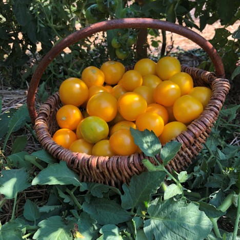 A basket of little round yellow tomatoes is nestled under a tomato plant surrounded by leaves.