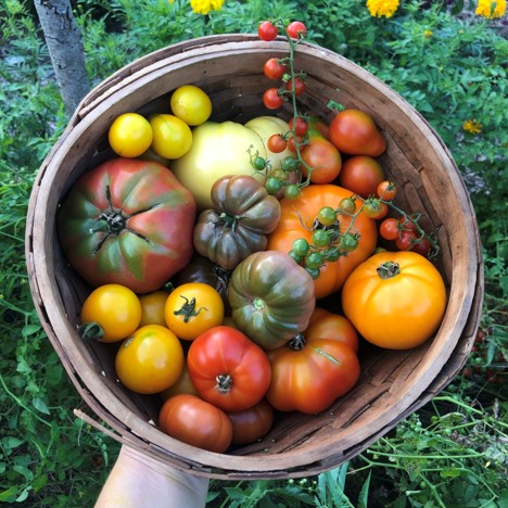 A hand holds a small basket piled with a variety of tomatoes in yellow, red, orange, and purple. The basket is held up with green tomato plants in the background.