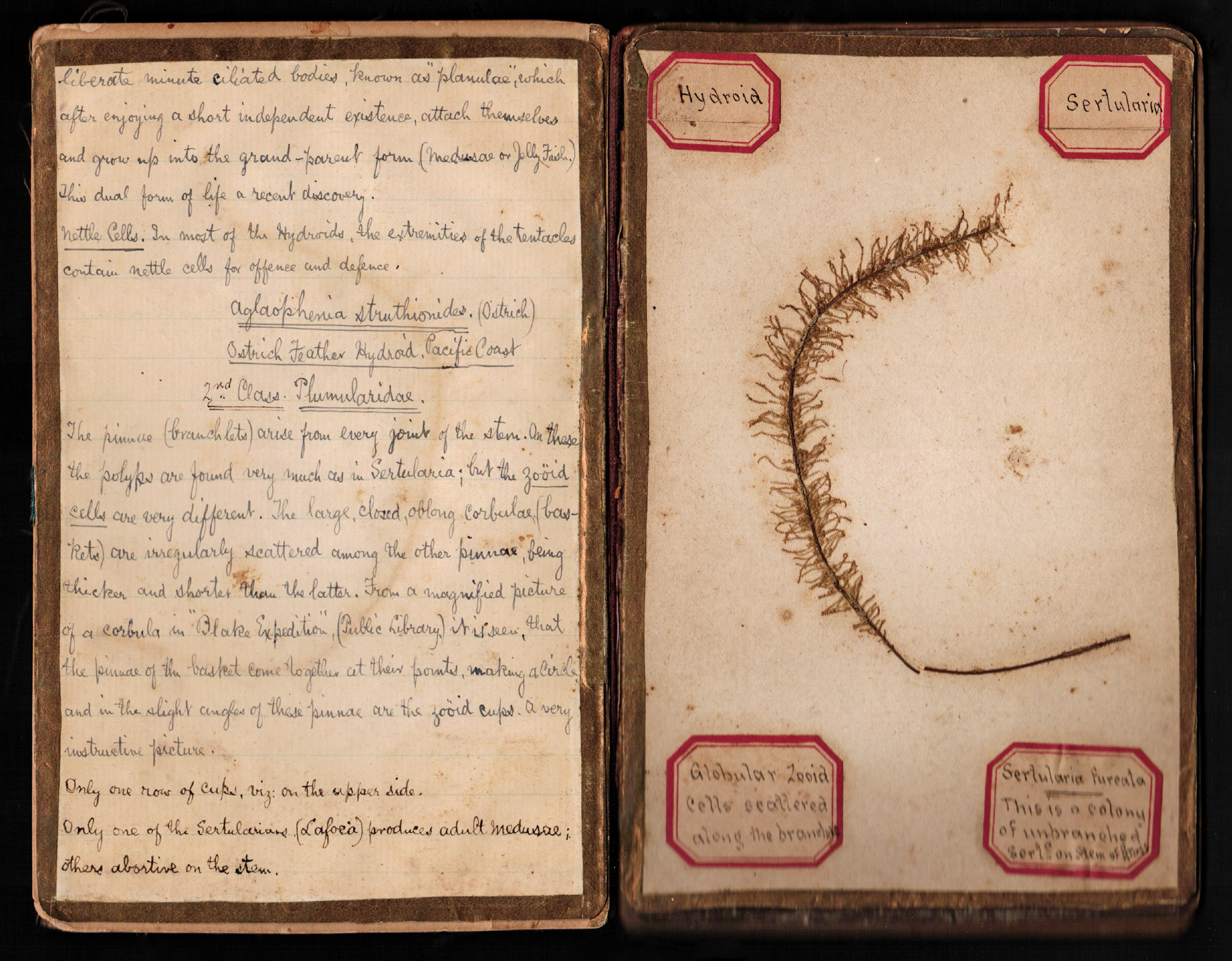 A scan of two pages of an open book. The left page has handwriting, the right page has a piece of pressed seaweed.