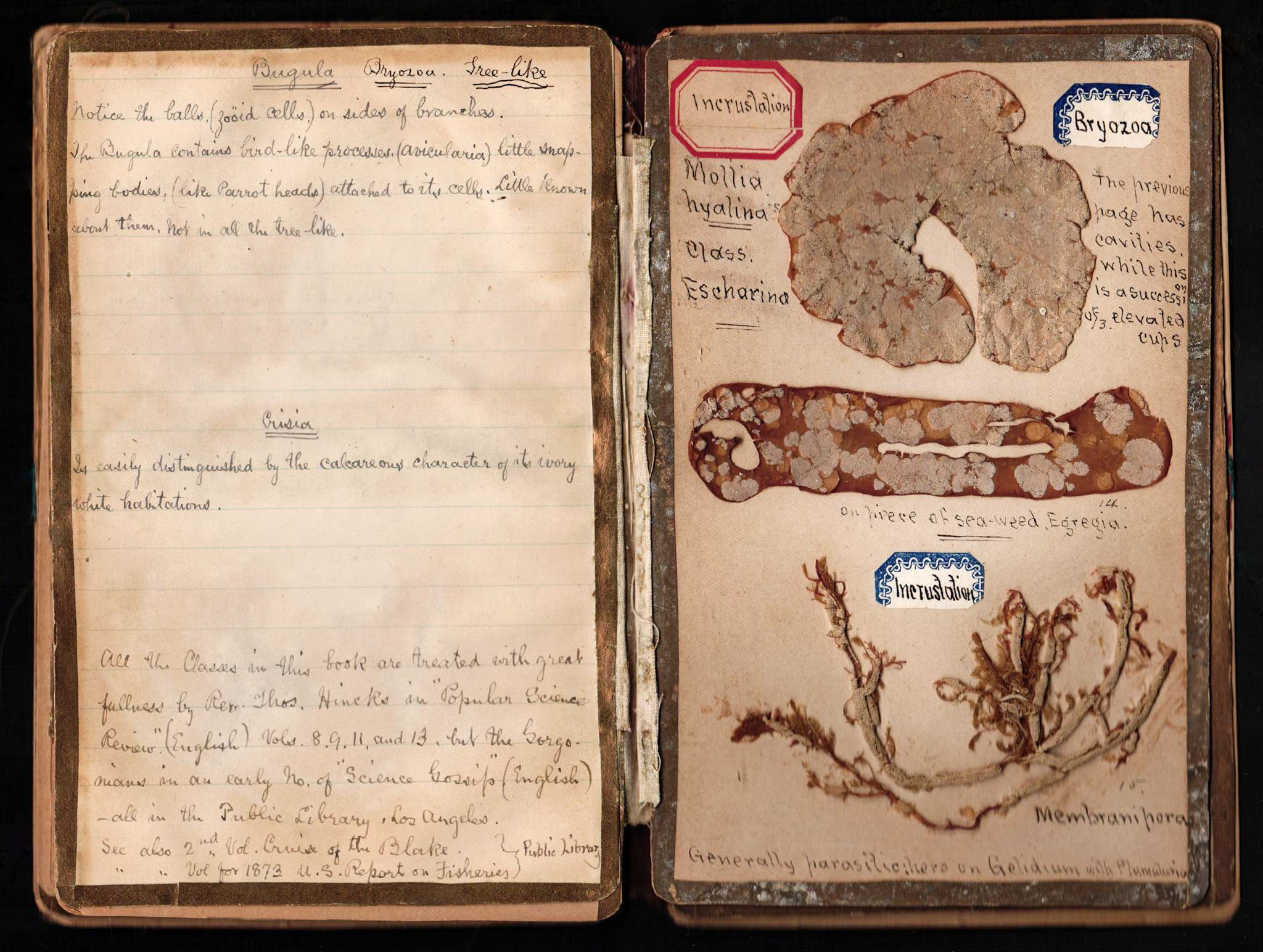 A scan of two pages of an open book. The left page has hand writing, the right page has pressed samples of seaweed.