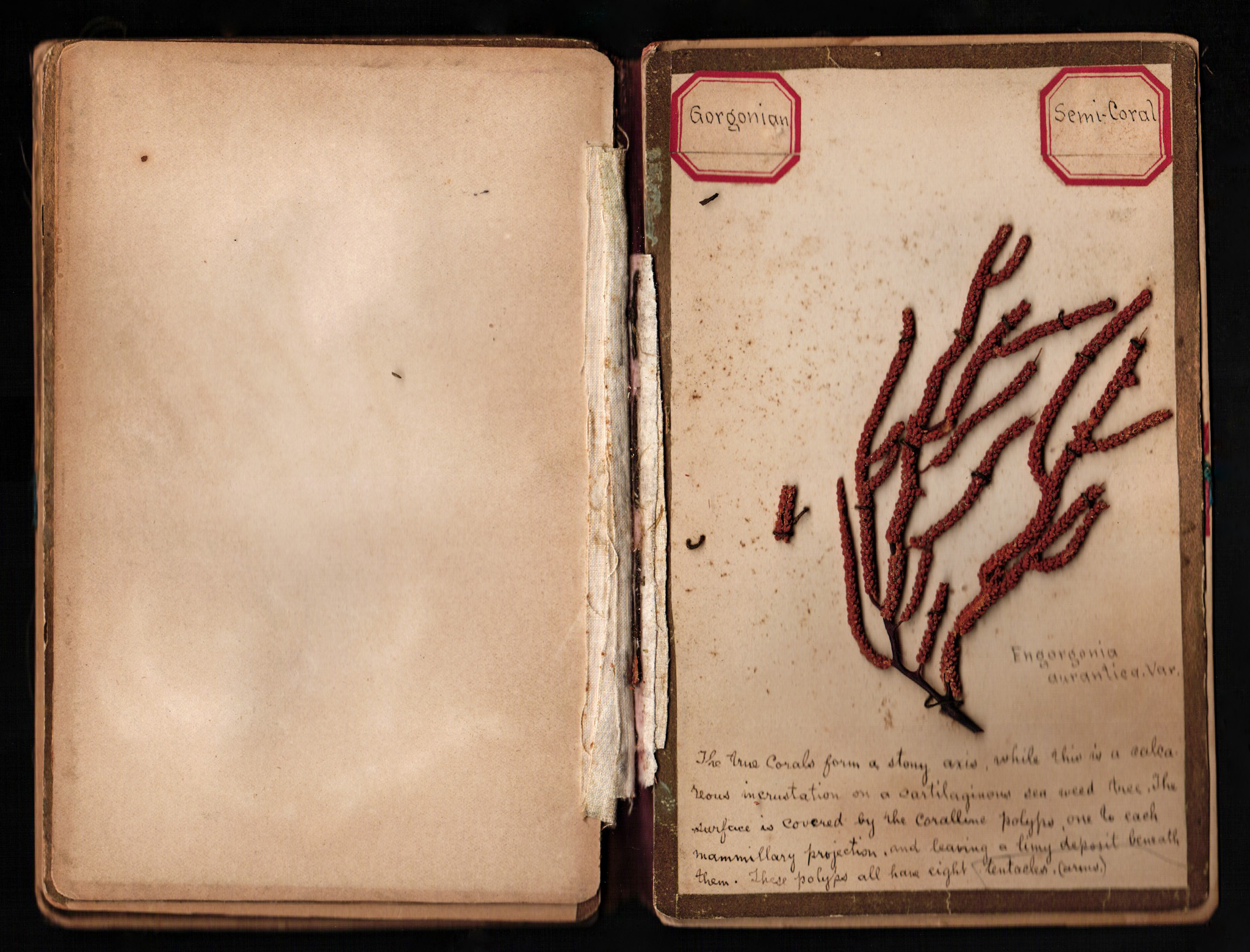 A scan of two pages of an open book. The left page is blank and the write page has a piece of pressed coral with hand writing below.